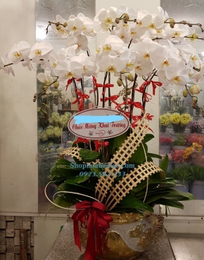 CHẬU LAN 6019