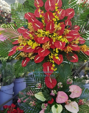 Hoa Chúc Mừng 3052