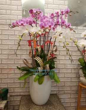 CHẬU LAN 6002