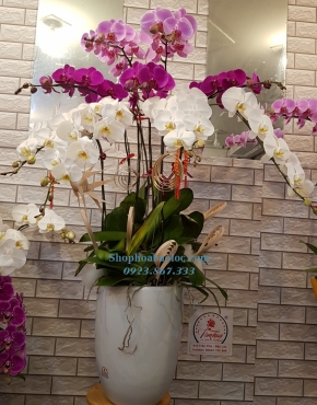 CHẬU LAN 6004