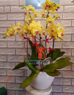 CHẬU LAN 6006