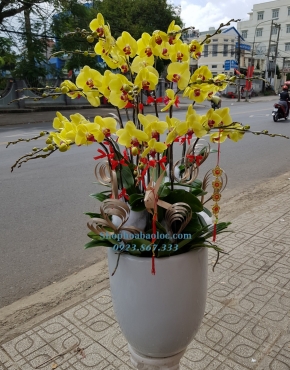CHẬU LAN 6009