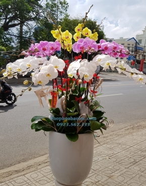 CHẬU LAN 6010