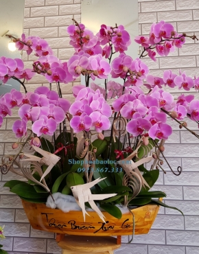 CHẬU LAN 6012