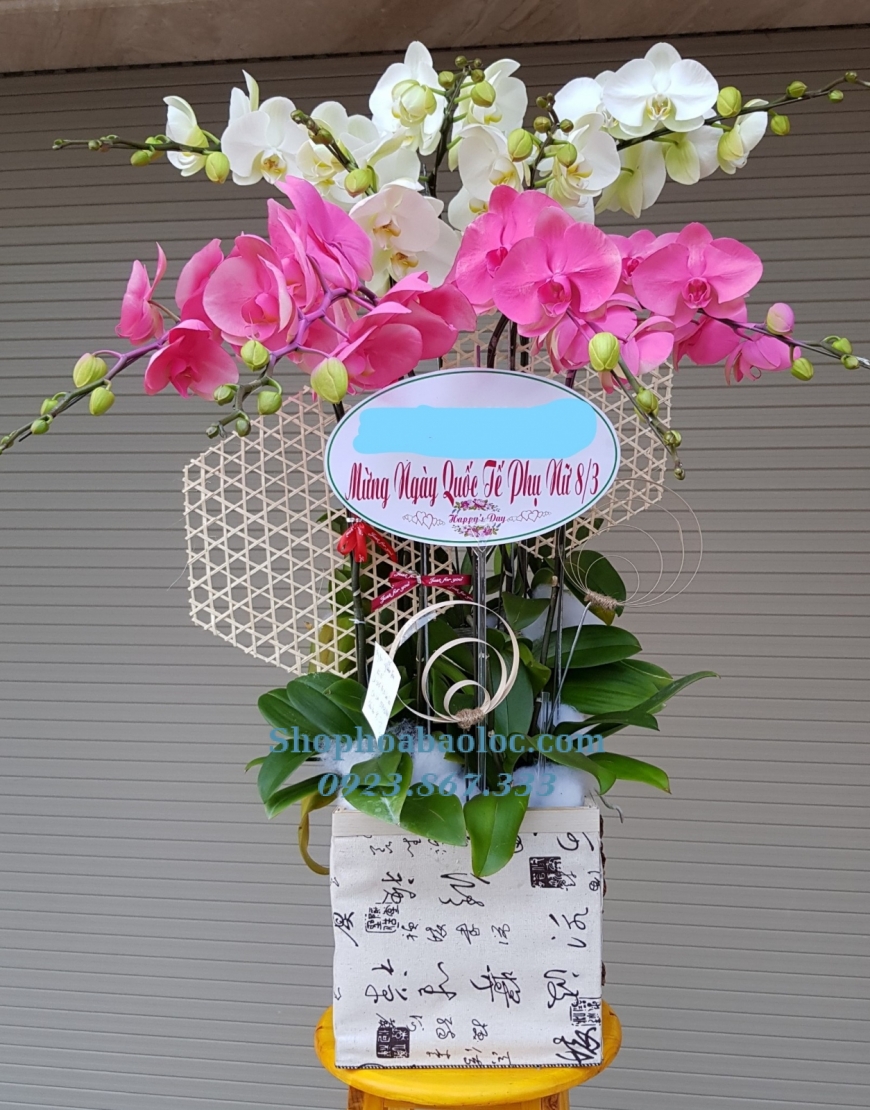 CHẬU LAN 6001