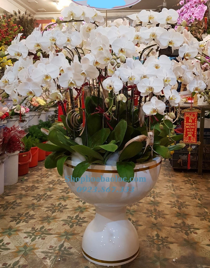 CHẬU LAN 6005