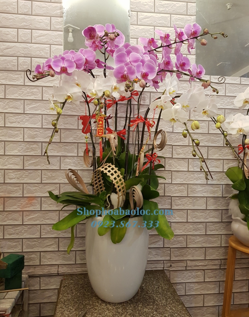 CHẬU LAN 6002