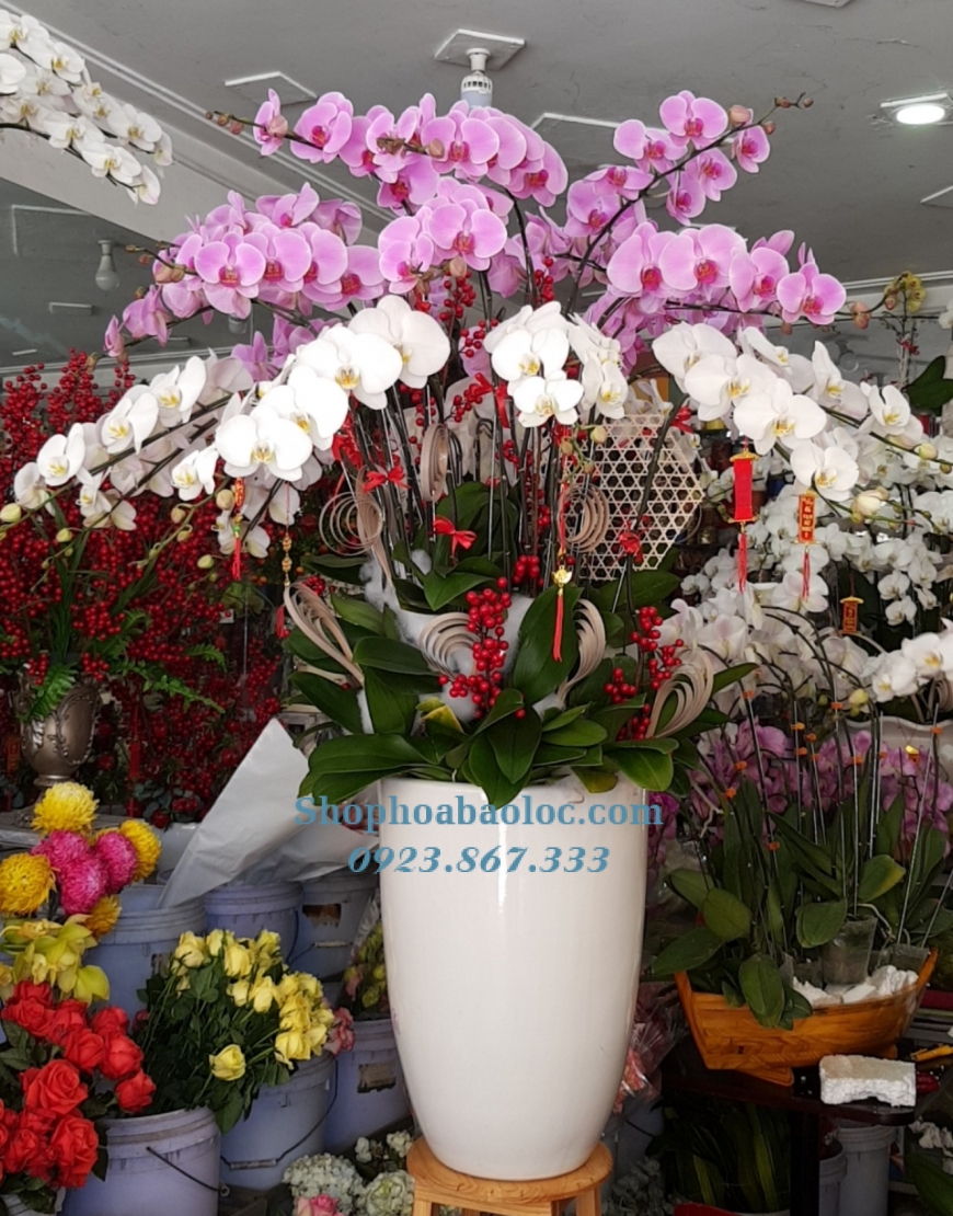 CHẬU LAN 6007
