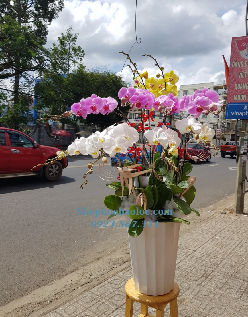 CHẬU LAN 6008