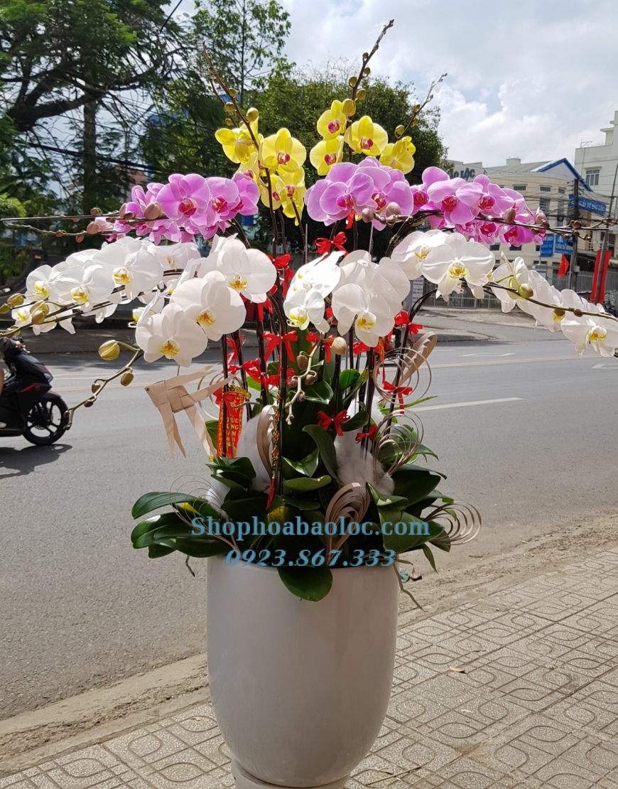 CHẬU LAN 6010