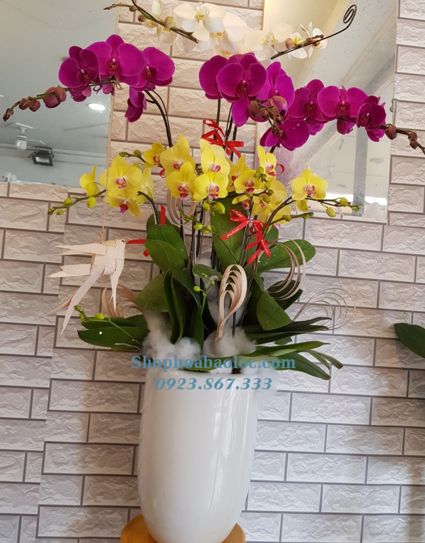 CHẬU LAN 6011