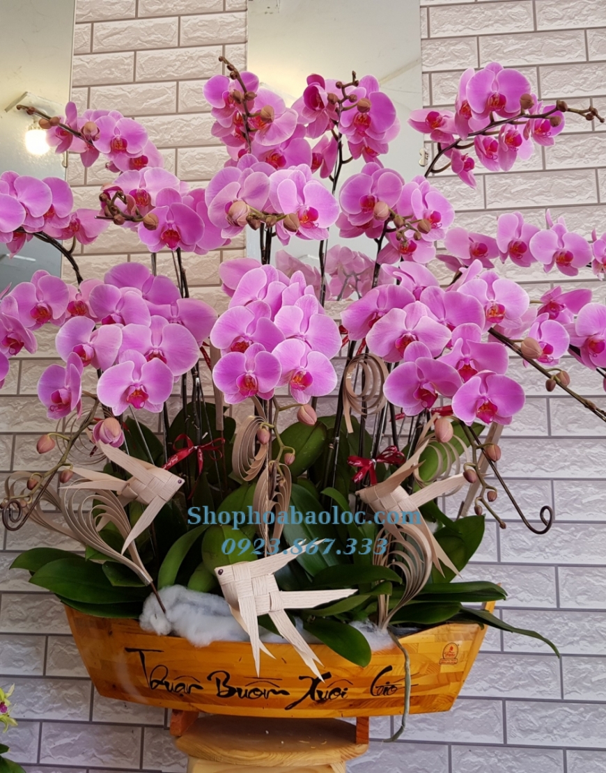 CHẬU LAN 6012