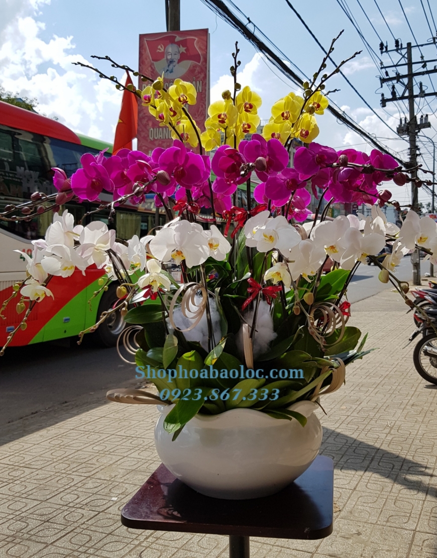 CHẬU LAN 6013