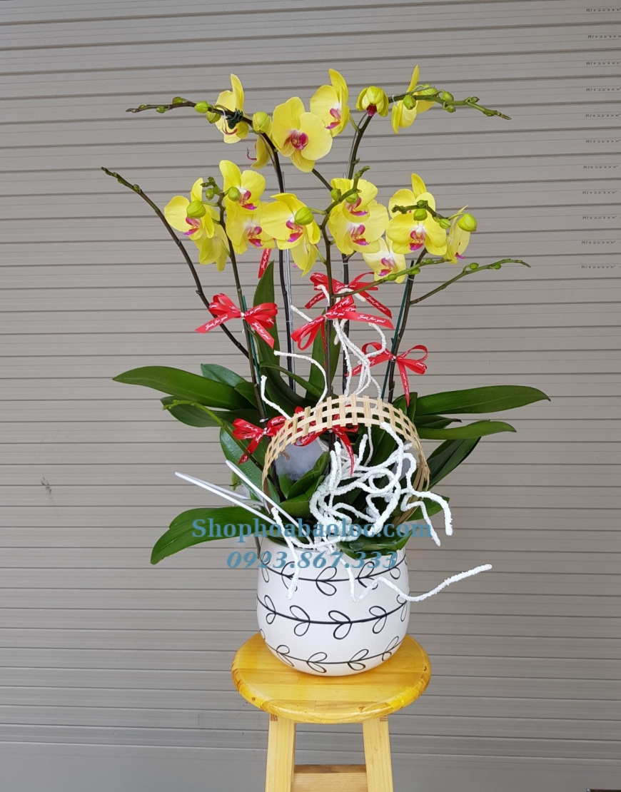 CHẬU LAN 6015